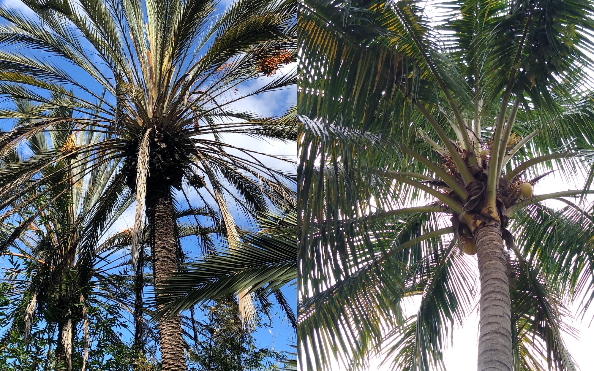 Palmier, cocotier quelle différence — free download